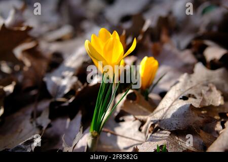 Wunderbarer leuchtend gelber Krokus (Crocus flavus), der an einem sonnigen Frühlingstag im vergangenen Jahr in Ottawa, Ontario, Kanada, durch den Blattstreu auftauche. Stockfoto