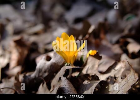 Wunderbarer leuchtend gelber Krokus (Crocus flavus), der an einem sonnigen Frühlingstag im vergangenen Jahr in Ottawa, Ontario, Kanada, durch den Blattstreu auftauche. Stockfoto