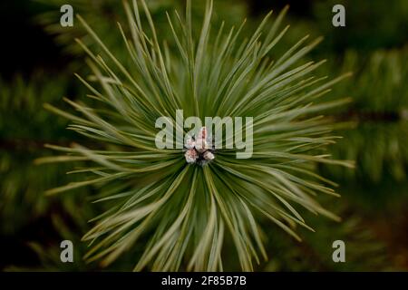 Makroaufnahmen von Pflanzen. Nadelzweige mit jungen Knospen sehen aus wie Blumen. Kiefer Zweig mit Zapfen im Frühjahr. Stockfoto