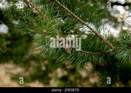 Makroaufnahmen von Pflanzen. Nadelzweige mit jungen Knospen sehen aus wie Blumen. Kiefer Zweig mit Zapfen im Frühjahr. Stockfoto