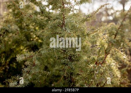 Zwerg japanischer Gartenwacholder - lateinischer Name - Juniperus procumbens Nana. Stockfoto