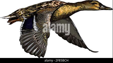 Ente aus einem Spritzer Aquarell, farbige Zeichnung, realistisch. Vektordarstellung von Farben Stock Vektor