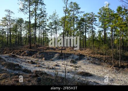 Dies ist ein Foto des sandigen felsigen Geländes auf dem Backbone Trail im Kisatchie National Forest. Das Hotel liegt in Louisiana, es ist das einzige nationale Hotel Stockfoto