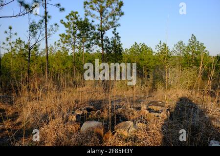 Dies ist ein Foto des Kisatchie National Forest Backbone Trail in Louisiana. Stockfoto