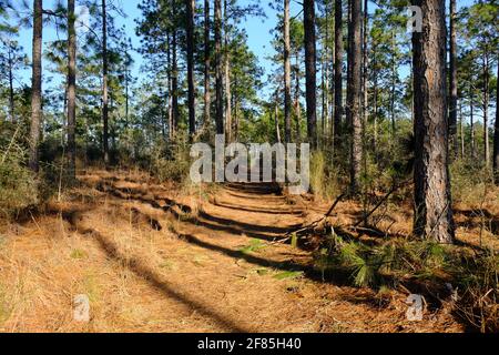 Dies ist ein Foto des Backbone Trail im Kisatchie National Forest in Louisiana. Tonnen von Pinien, ich liebe dieses Hotel! Stockfoto