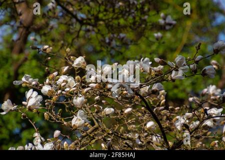 Zweig mit weißen Blüten einer Kobushi Magnolia, auch Magnolia kobus genannt Stockfoto