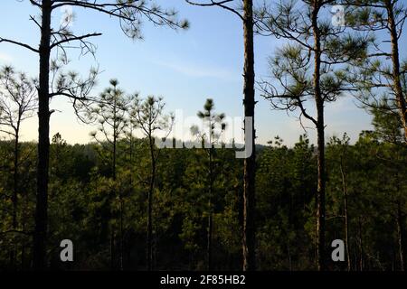 Dies ist ein Foto des Kisatchie National Forest Backbone Trail in Louisiana. Stockfoto