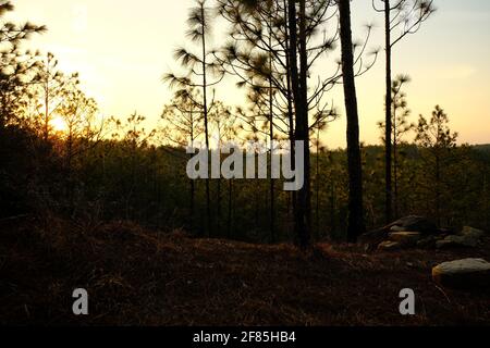 Dies ist ein Foto des Sonnenuntergangs auf dem Kisatchie National Forest Backbone Trail in Louisiana. Stockfoto