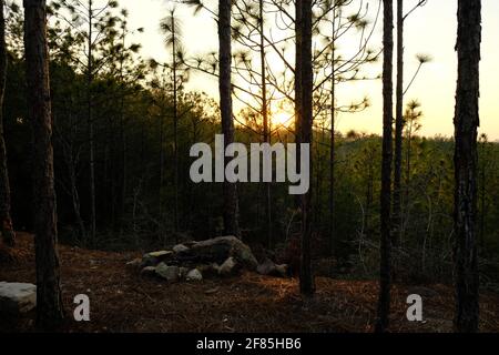 Dies ist ein Foto des Sonnenuntergangs auf dem Kisatchie National Forest Backbone Trail in Louisiana. Stockfoto