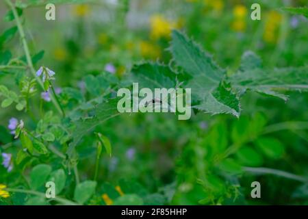Dies ist ein Foto einer schwarzen Tischleramse auf einem Blatt. Ich habe das in Lafayette Louisiana gedreht. Stockfoto