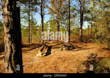 Dies ist ein Foto von einem Campingplatz im Kisatchie National Forest. Diese Seite befindet sich auf dem Backbone Trail. Kisatchie liegt in Louisiana. Stockfoto