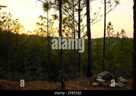 Dies ist ein Foto des Sonnenuntergangs auf dem Kisatchie National Forest Backbone Trail in Louisiana. Stockfoto