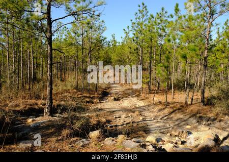 Dies ist ein Foto der felsigen sandigen Pfade des Backbone Trail im Kisatchie National Forest in Louisiana. Stockfoto