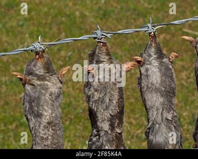 3 in einer Reihe von Moles (Talpa europaea), aufgereiht mit ausgestreckten grabenden Pfoten auf Stacheln von Drahtzaun in Cumbria, England, Großbritannien Stockfoto