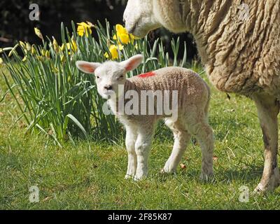 Süßes kleines, weißes Lamm, das in der Nähe seiner schützenden Mutter unter Narzissen im Frühlingssonne in Cumbria, England, Großbritannien, liegt Stockfoto