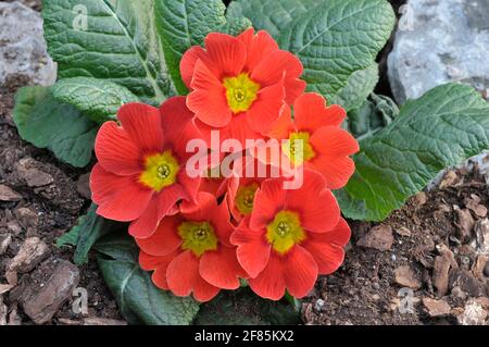 Primula vulgaris Ringostar zeigt eine Rosette aus roten Blüten Ist eine halbimmergrüne winterharte Staude, die spät blüht Winter und Frühfrühling Stockfoto