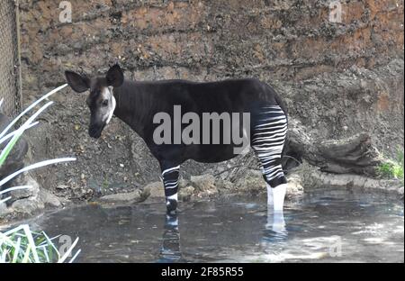 Los Angeles, Kalifornien, USA 8. April 2021 EIN allgemeiner Blick auf die Atmosphäre von Okapi im Los Angeles Zoo, Der am 13. März 2020 bis zum 26. August 2020 aufgrund einer Pandemie geschlossen und am 7. Dezember 2020 geschlossen wurde und am 16. Februar 2021 aufgrund der Coronavirus Covid-19 Pandemie, die hier am 8. April 2021 in Los Angeles, Kalifornien, USA, gezeigt wurde, wieder eröffnet wurde. Foto von Barry King/Alamy Stockfoto Stockfoto