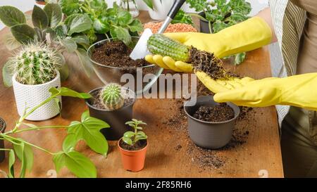 Frau Gärtnerin Hände in gelben Handschuhen Pflanzen Kaktus in neue Blumentopf mit fruchtbarem Boden auf Holztisch. Indoor-Pflanz- und Gartenkonzept. DIY Stockfoto