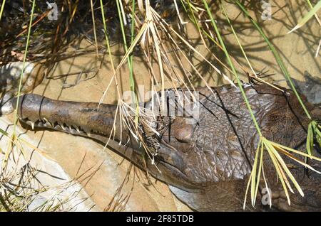Los Angeles, Kalifornien, USA 8. April 2021 EIN allgemeiner Blick auf die Atmosphäre von Tomistoma im Lair im Los Angeles Zoo, Der am 13. März 2020 bis zum 26. August 2020 aufgrund einer Pandemie geschlossen und am 7. Dezember 2020 geschlossen wurde und am 16. Februar 2021 aufgrund der Coronavirus Covid-19 Pandemie, die hier am 8. April 2021 in Los Angeles, Kalifornien, USA, gezeigt wurde, wieder eröffnet wurde. Foto von Barry King/Alamy Stockfoto Stockfoto