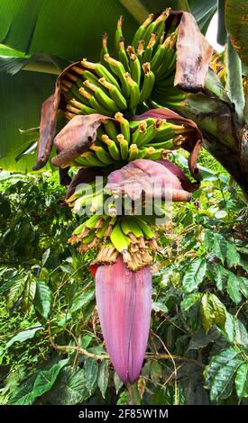 Blume der Banane und Bananenfrucht, Bananenpalme Stockfoto