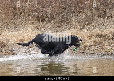 Ein schwarzer labrador Retriever holt einen Entenköder in Hauser Lake, Idaho. Stockfoto