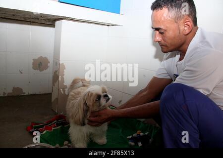 salvador, bahia / brasilien - 31. dezember 2013: Der Klinikführer kümmert sich um einen Hund, der vor Ort gehostet wird. *** Ortsüberschrift *** . Stockfoto