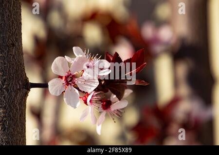 Nahaufnahme der Blüten einer Kirschpflaume, auch Prunus cerasifera oder Kirschpflaume genannt Stockfoto