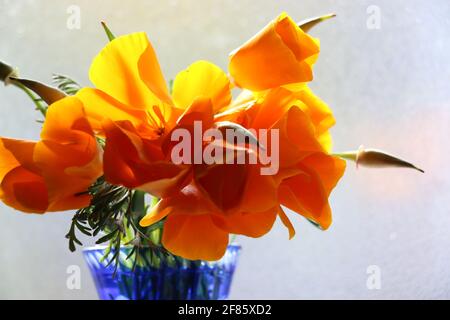 Anordnung von leuchtend orangefarbenen kalifornischen Mohnblumen in einer hübschen blauen Vase, hinterleuchtet auf einer weißen Fensterbank. Stockfoto
