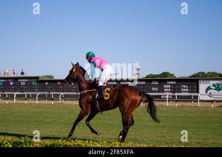 Pferd und Jockey laufen in der Dämmerung durch ein Feld Stockfoto