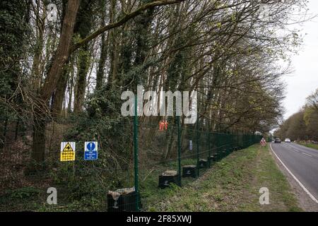 Wendover, Großbritannien. April 2021. HS2-Sicherheitskräfte stehen hinter einem Zaun um Bäume, die die A413 säumen, während der Abschlag für die Hochgeschwindigkeits-Eisenbahnverbindung HS2 durchgeführt wird. Die Arbeit am Holzfäller für das Projekt findet nun an mehreren Standorten zwischen Great Missenden und Wendover im Chilterns AONB statt, unter anderem in Jones Hill Wood. Kredit: Mark Kerrison/Alamy Live Nachrichten Stockfoto