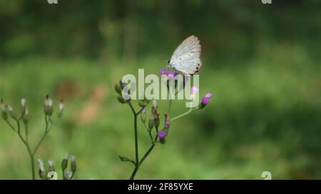 Nahaufnahme des Astes voll mit winzigen lila Blüten, ein kleines Schmetterling, der sich von der Blume ernährt Stockfoto