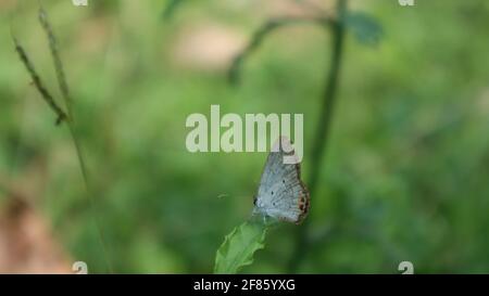 Ein kleiner grauer Schmetterling auf einem Blatt in der Sonne Tag mit Blatt Stockfoto