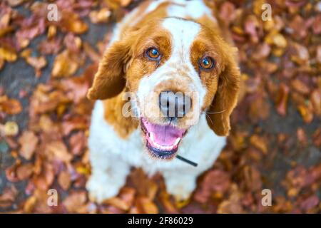 Welsh Springer Spaniel Do Stockfoto