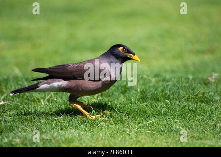 Nahaufnahme des Myna-Vogels, der auf der Grasfläche sitzt. Stockfoto