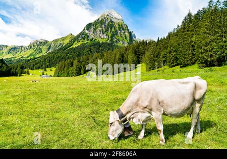 Kuh in den Schweizer Alpen Stockfoto