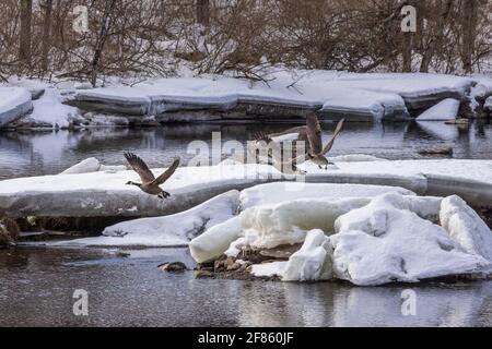 Kanadagänse auf dem Chippewa River im Norden von Wisconsin. Stockfoto