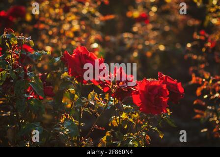 Rote Rosen blühen im Sommergarten, der von der Abendsonne beleuchtet wird Stockfoto