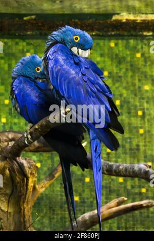 Entzückende Pose von lebhaft von 2 blauen Hyazinth-Ara mit Verschwommener grüner Wald im Hintergrund Stockfoto