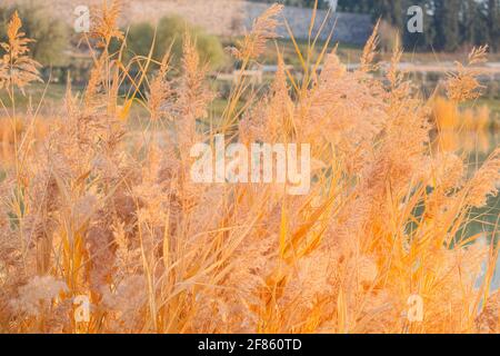 Pamukkale ist eine Stadt im Westen der Türkei, die für ihr mineralreiches Thermalwasser bekannt ist, das auf weißen Travertin-Terrassen auf einem nahegelegenen Hügel fließt. Es wiehert Stockfoto