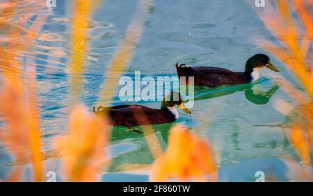 Pamukkale ist eine Stadt im Westen der Türkei, die für ihr mineralreiches Thermalwasser bekannt ist, das auf weißen Travertin-Terrassen auf einem nahegelegenen Hügel fließt. Es wiehert Stockfoto