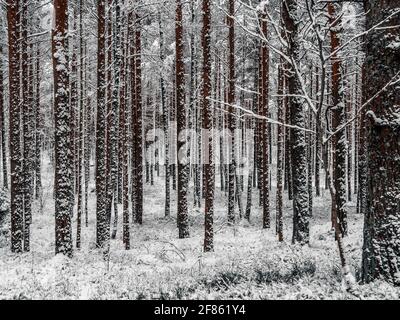 Straße Zwischen Schneebedeckten Bäumen Im Winterwald. Landschaft. Schöner Wintermorgen in EINEM schneebedeckten Pinienwald. Januar in einem dichten Wald saisonalen Blick. Bild für Hintergrundbild Stockfoto