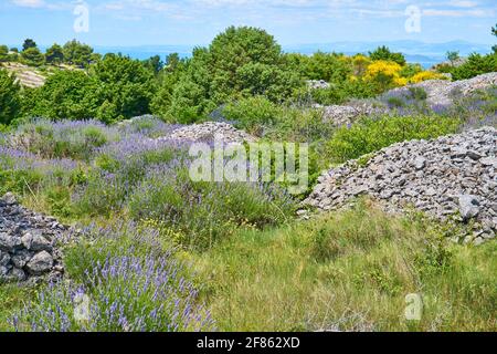 Lavendelfelder auf Hvar Stockfoto