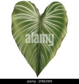 Philodendron Gloriosum wächst wild im Regenwald isoliert auf weißem Hintergrund. Grüner Samt, weiße Ader, Herzform, Regenwald-Laub. Stockfoto