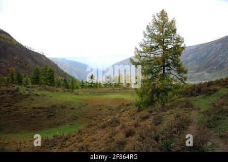 Auf einem Hügel am Anfang eines malerischen Herbsttales hoch in den Bergen steht eine einone Kiefer. Altai, Sibirien, Russland. Stockfoto