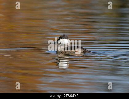 Ein Ruddy Duck drake im nicht brütenden Gefieder, der im Oktober in einem See mit Herbstfarben schwimmt. Stockfoto