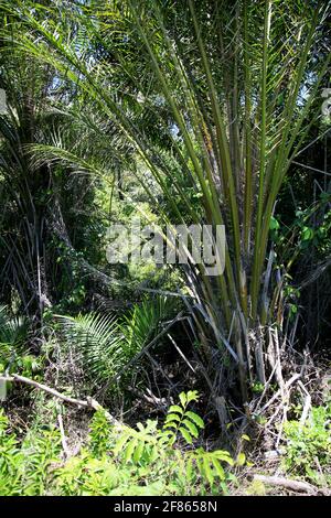 salvador, bahia, brasilien - 18. januar 2021: palmenplantage in der Stadt Salvador. *** Ortsüberschrift *** Stockfoto