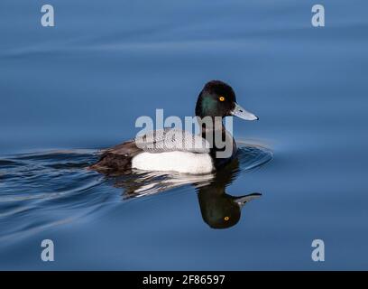 Nahaufnahme einer kleinen Scaup-Ente mit einer schönen Kopfreflexion, die in noch blauem Wasser schwimmt. Stockfoto