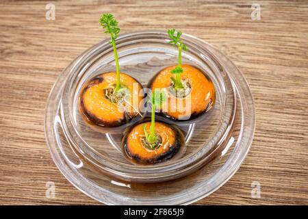 Karottenspitzen wachsen in Wasser in einer Glasschüssel Nachwachsen Frische hausgemachte Speisen Stockfoto