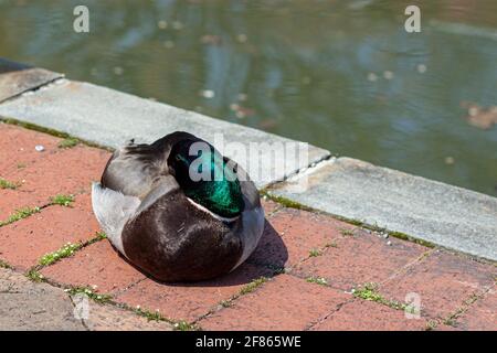 An einem sonnigen Tag ruht auf der gepflasterten Straße am Fluss eine niedliche männliche Stockente. Sie hat ein glänzendes, lebendiges Gefieder und einen grünen Kopf. Er steckt sein Hab in sich Stockfoto