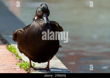 Nahaufnahme isolierte frontale Ansicht einer mallard taumelnden Ente, die am Rande des Bürgersteiges an einem Kanal in der Innenstadt von Frederick steht. Sein schwarzes Gefieder ist nass A Stockfoto